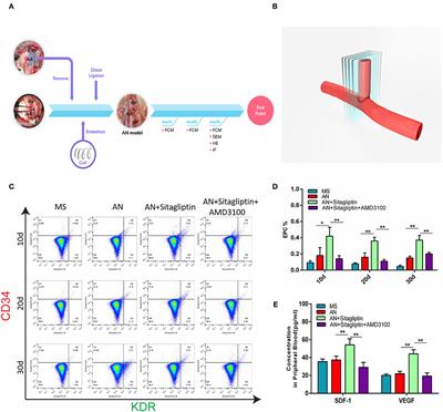 Sitagliptin Stimulates Endothelial Progenitor Cells to Induce Endothelialization in Aneurysm Necks Through the SDF-1/CXCR4/NRF2 Signaling Pathway